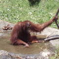 動物園的紅毛猩猩，與飲水和排泄物共處 :: 攝影：溫于璇